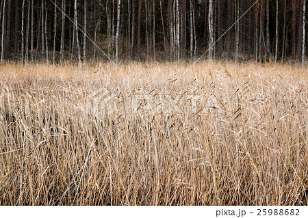 Dried bed of reeds in autumn 25988682