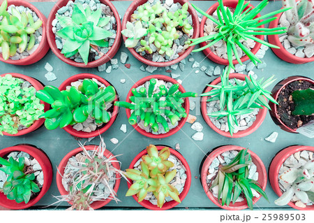 Cactus succulent Plant in Flower Pot, flat lay 25989503