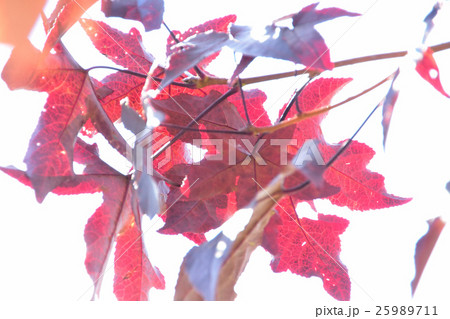 赤く透ける、楓の紅葉ー1 赤く透ける、楓の紅葉ー1 25989711