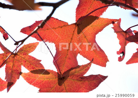 赤く透ける、楓の紅葉ー１７ 25990059