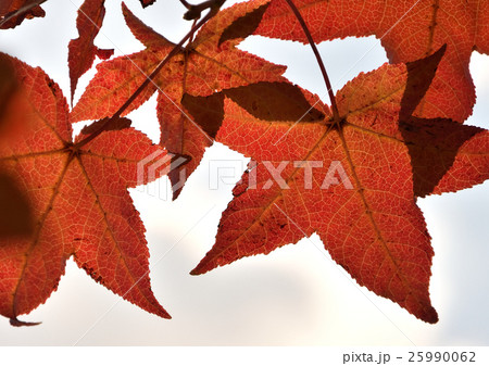 赤く透ける、楓の紅葉ー２０ 25990062