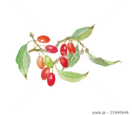 サンシュユの実 25990646