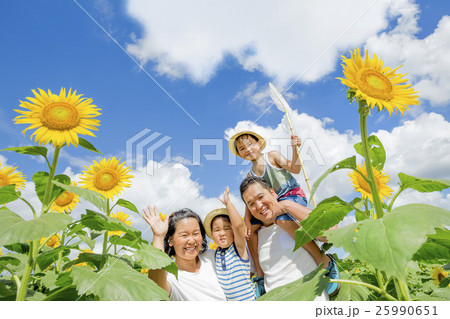 ひまわり畑で遊ぶ4人家族の写真素材