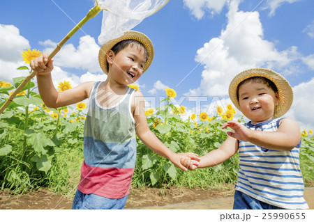 ひまわり畑で遊ぶ兄弟 25990655