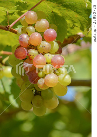 Grapes 25990728