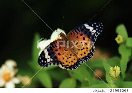 生き物　昆虫　ツマグロヒョウモン、メスは有毒のカバマダラに擬態していると言われ翅先が黒い 25991063