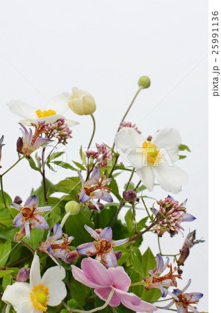 秋のアレンジ 25991136