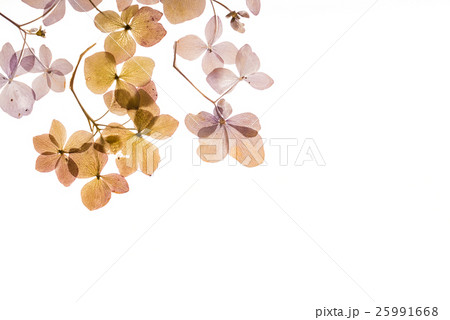 dry hydrangea dry hydrangea 25991668
