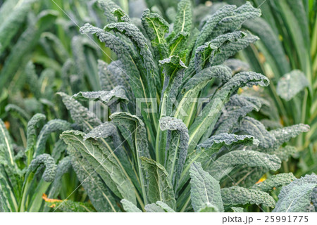 kale in the field 25991775