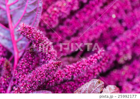 Amaranth (Love-Lies-Bleeding) on Flower Bed 25992177