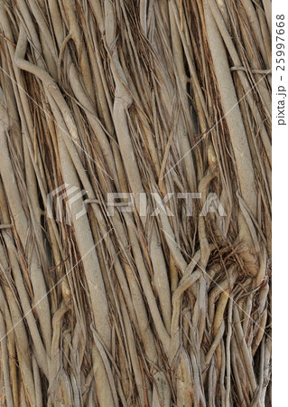 roots or trunk of the banyan tree in the garden. 25997668