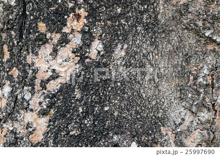 surface Tree trunk of bark tree weathered. 25997690