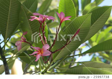 Pink plumeria or frangipani flower bloom on tree. Pink plumeria or frangipani flower bloom on tree. 25997738