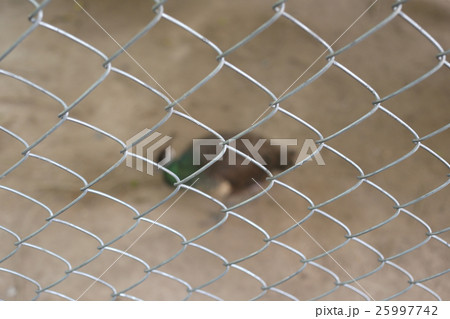 Peacock of conserve bird are trapped inside. Peacock of conserve bird are trapped inside. 25997742