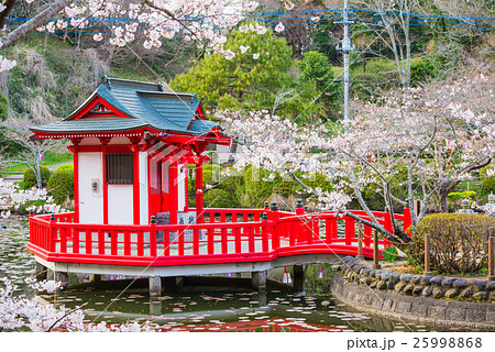 茂原公園 満開の桜 （千葉県茂原市） 25998868