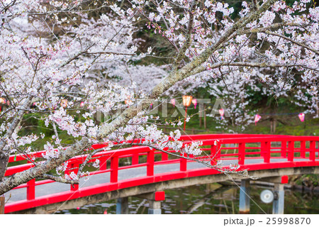 茂原公園 桜 千葉県茂原市 の写真素材