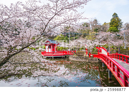 茂原公園 満開の桜 千葉県茂原市 の写真素材