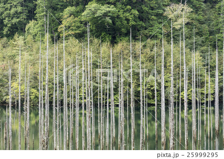 枯れ木群の自然湖 25999295
