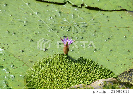 オニバス 25999315