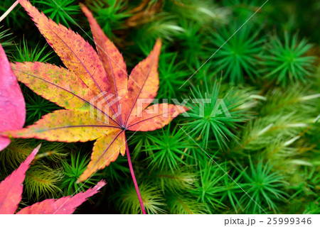 紅葉と苔 25999346