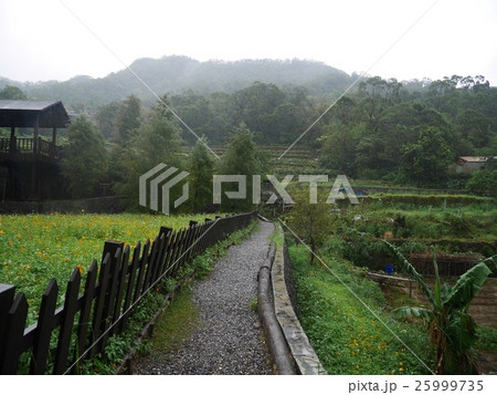 猫空の散歩道 25999735