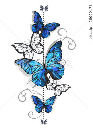 Blue Morpho And White Butterflyのイラスト素材 26000171 Pixta