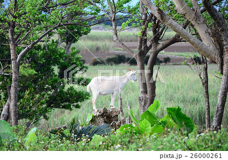 波照間島　岩に立つヤギ 26000261