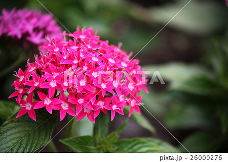 ペンタス 26000276