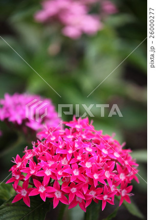 ペンタス ペンタス 26000277