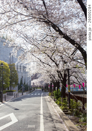 目黒川の桜 目黒川の桜 26000284