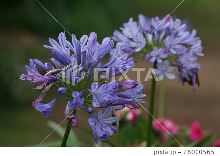 Monjan flower 26000565