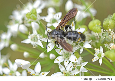 キオビツチバチ（黄帯土蜂） 26000793