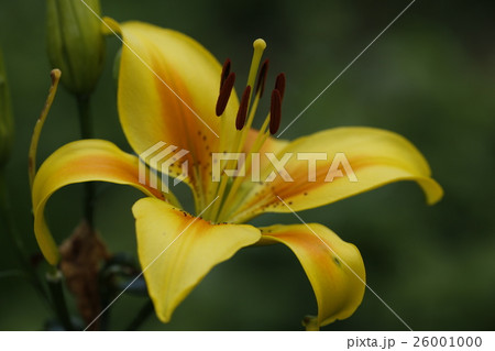 黄色い百合 26001000