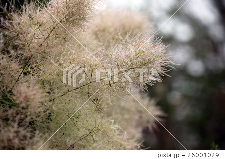 スモークツリー 26001029