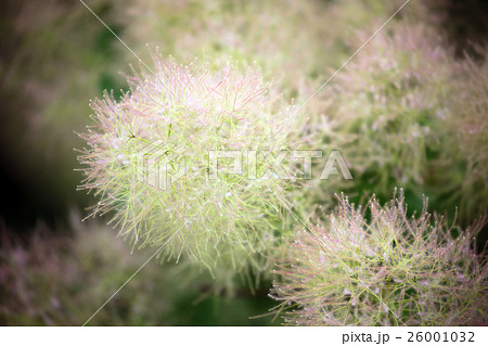 スモークツリー 26001032