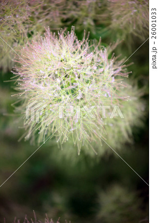 スモークツリー スモークツリー 26001033