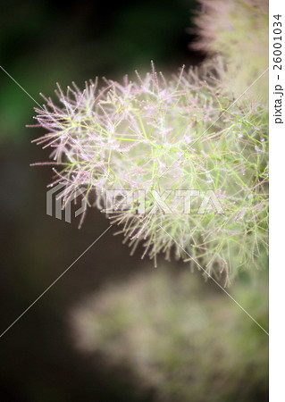 スモークツリー 26001034