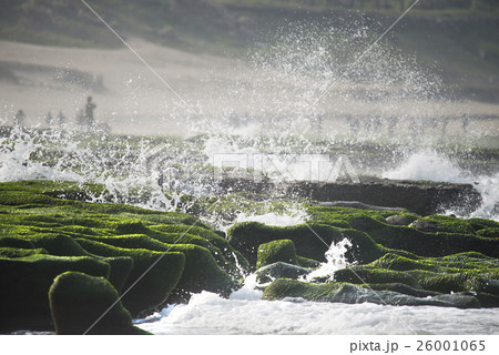 草深い 老梅 老梅綠石槽 26001065