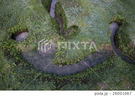 草深い 老梅 老梅綠石槽 26001067