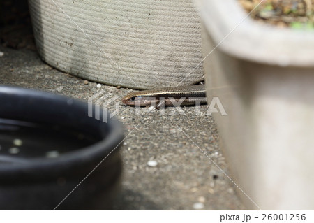 ニホントカゲ ニホントカゲ 26001256