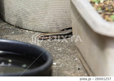 ニホントカゲ 26001257