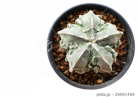 Star Cactus (Astrophytum Myriostigma cv. Fukuryu) 26001480