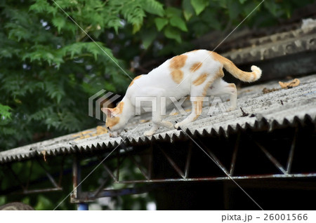 動物 動物学 猫 26001566