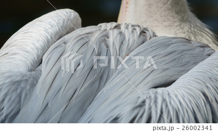 Detailed view of pelican plumage Detailed view of pelican plumage 26002341