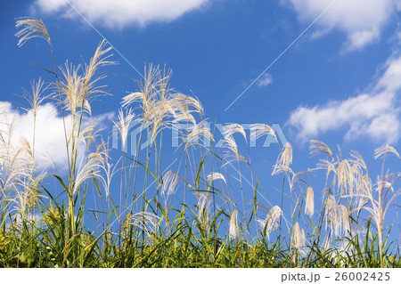 ススキと秋の青空 26002425