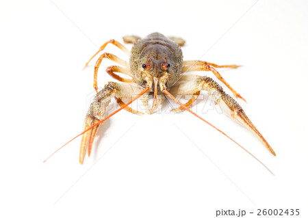 Crayfish on the white 26002435