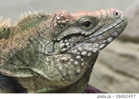 ケイマンイワイグアナ 26002457