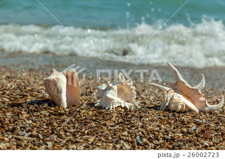 Seashells on the beach 26002723