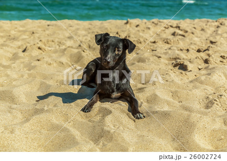 Labrador puppy. 26002724