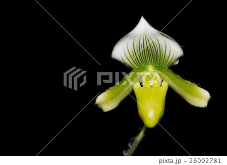 Paphiopedilum orchid flower 26002781